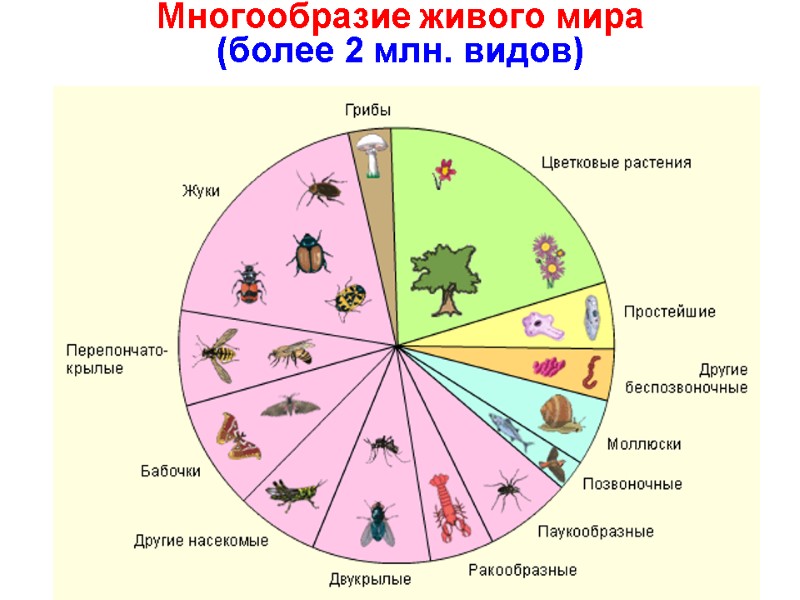 Многообразие живого мира (более 2 млн. видов)